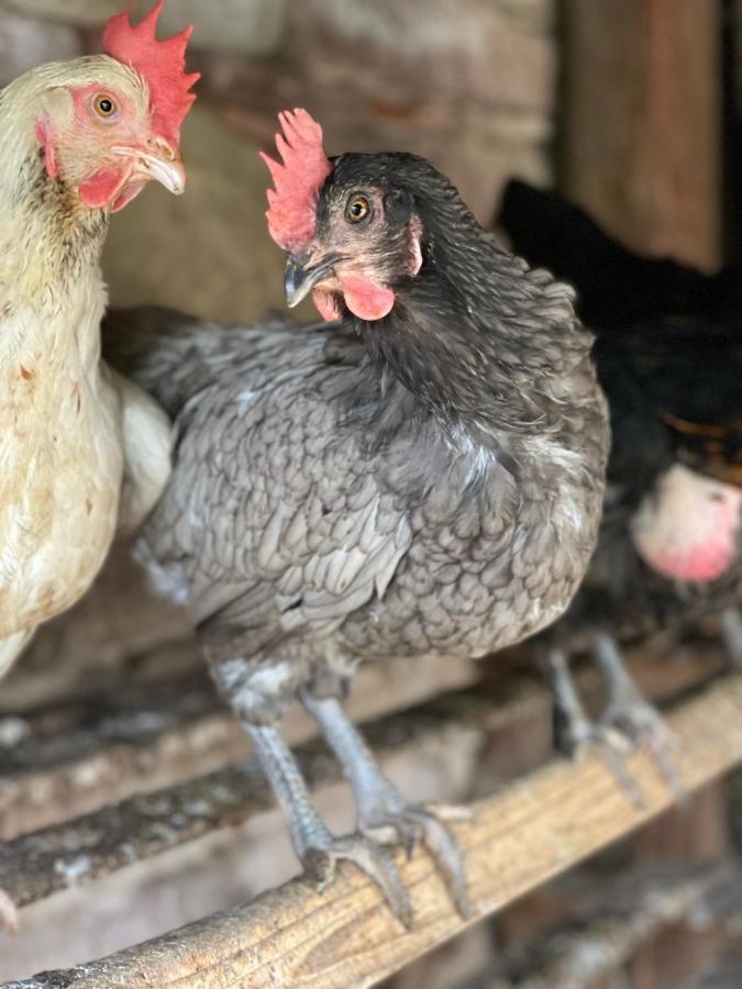 Appartamento La Ferme De Marie Rangen Esterno foto