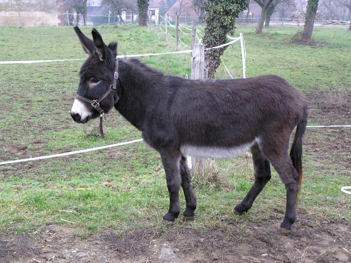 Appartamento La Ferme De Marie Rangen Esterno foto