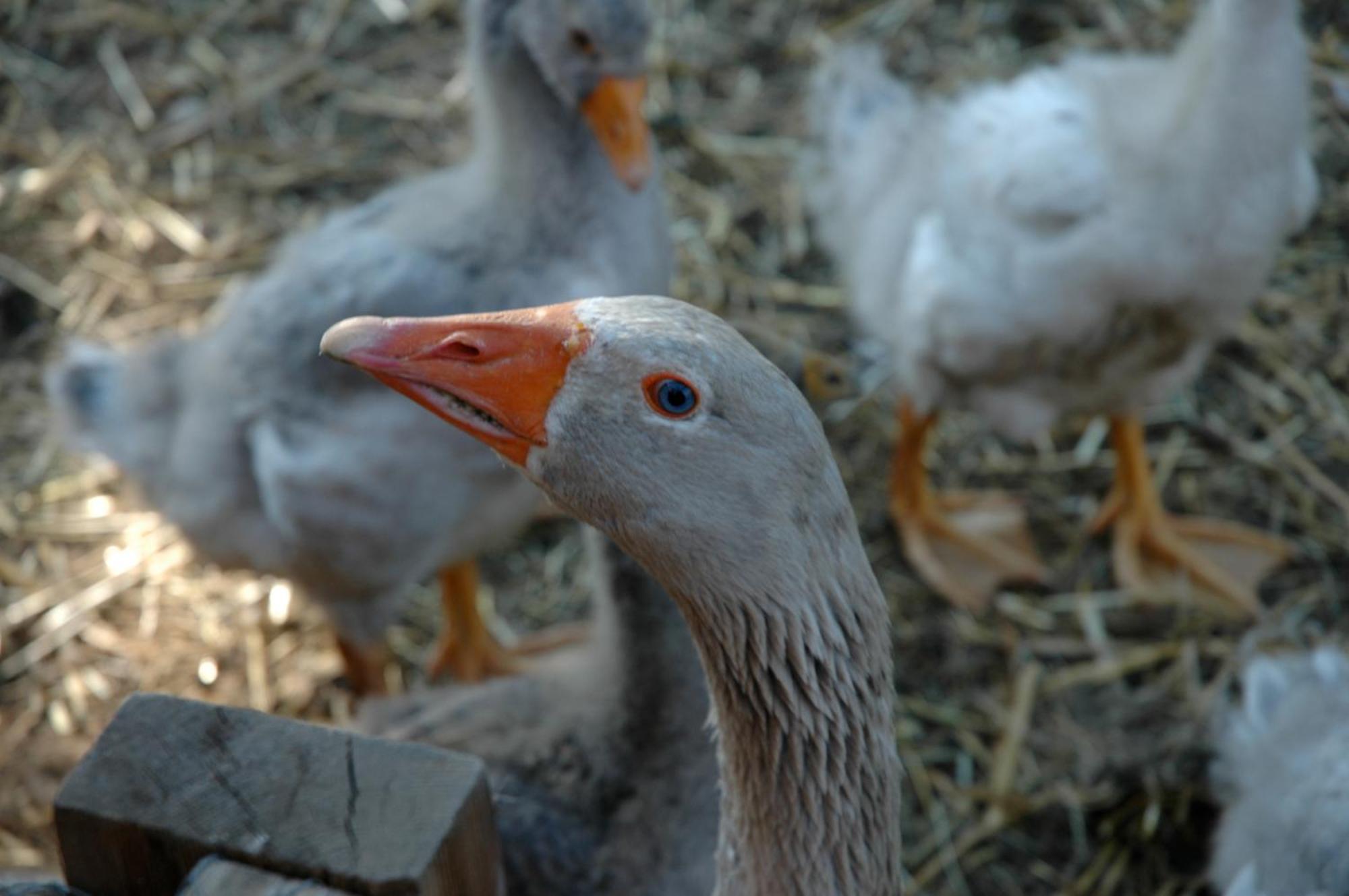 Appartamento La Ferme De Marie Rangen Esterno foto