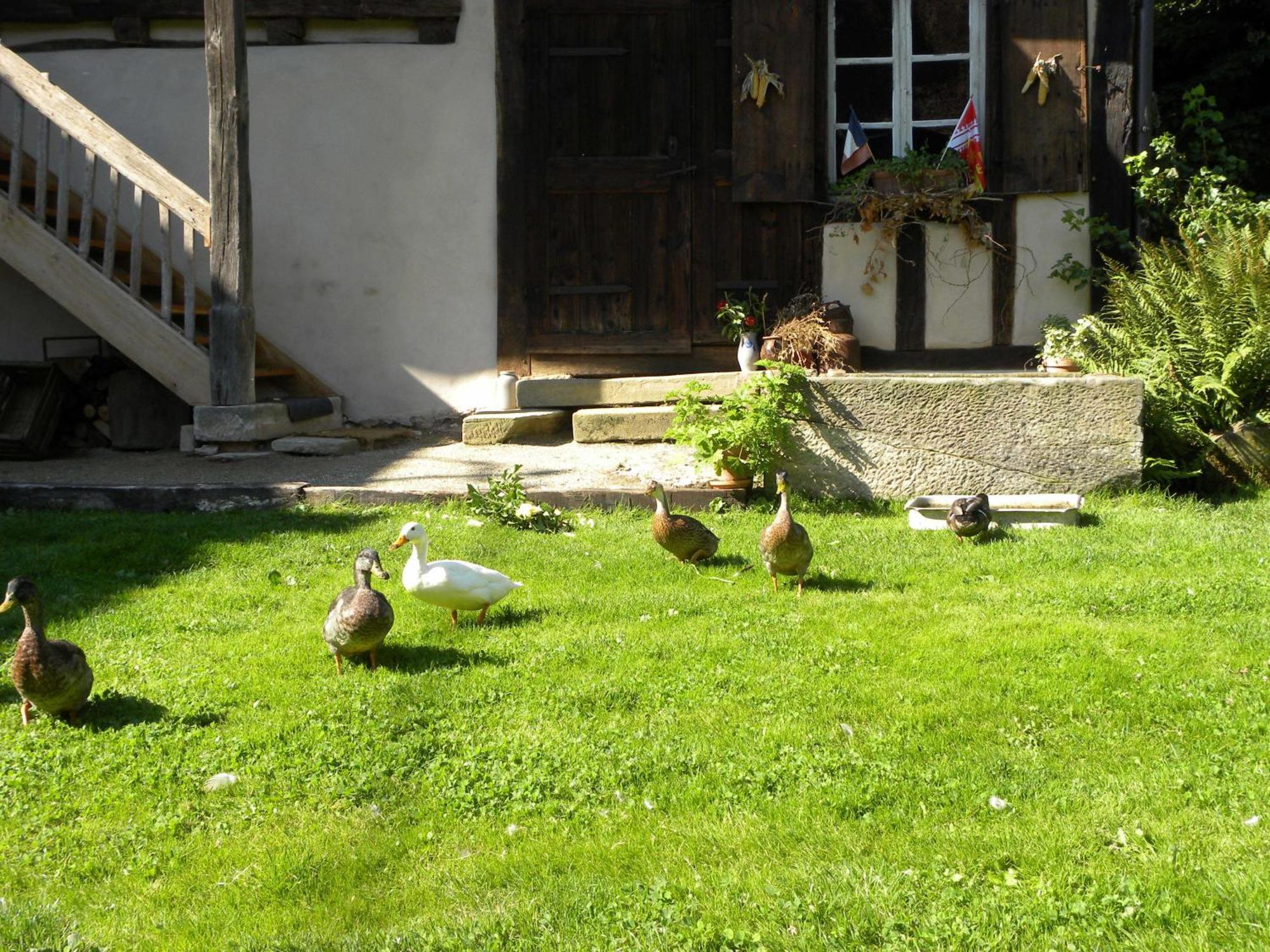 Appartamento La Ferme De Marie Rangen Esterno foto